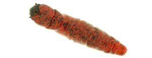 Molix Caimano Worm