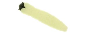 Molix Caimano Worm