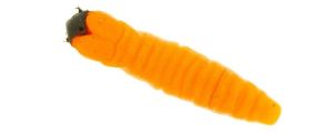 Molix Caimano Worm