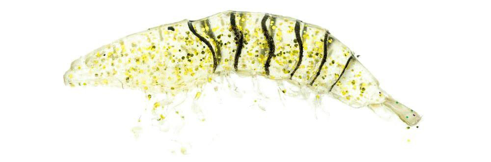Molix Shrimp