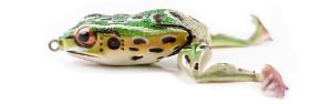 Molix Frog