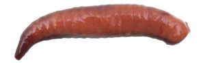 Berkley Gulp Pinched Crawler