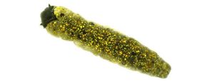 Molix Caimano Worm