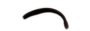 Berkley Gulp Fry