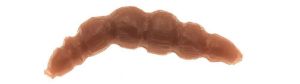 Game by Laboratorio Larva Bioillogica