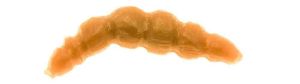 Game by Laboratorio Larva Bioillogica