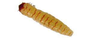 Molix Caimano Worm