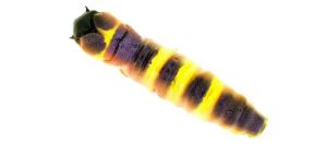 Molix Caimano Worm