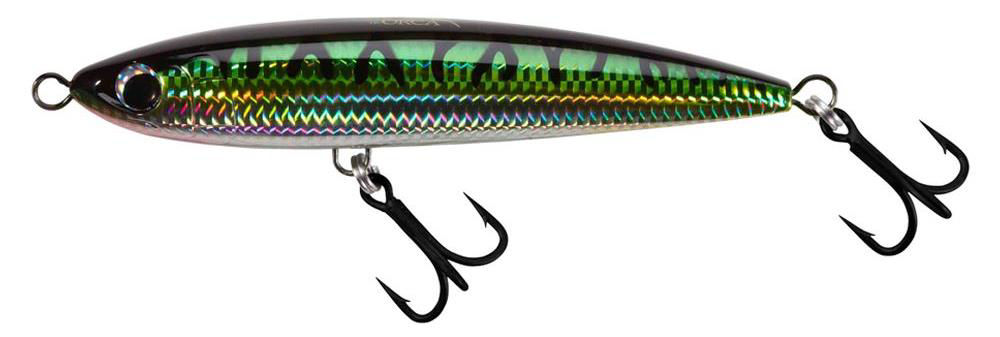 Omaggio 250 eu - Shimano TP- Orca 145 