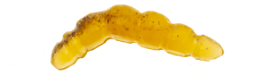 Game by Laboratorio Larva Bioillogica