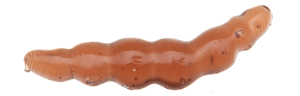 Game By Laboratorio Larva Bioillogica PK