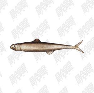 Evergreen Last Ace 75