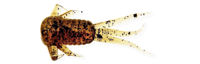 Mister Twister Nymph