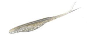 Zoom Salty Super Fluke