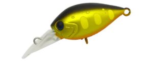 Daysprout Chattecra 