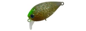 Daysprout Fat Chattecra 