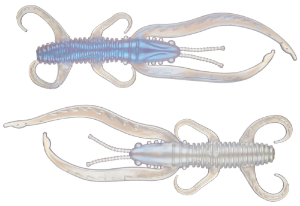 Culprit Flutter Craw