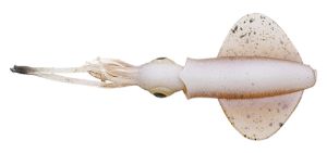 Savage Gear Swim Squid LRF