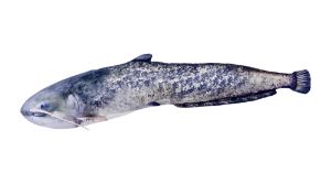 Gaby Fish Cushion