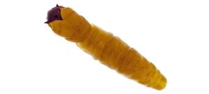 Molix Caimano Worm