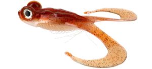 Gunki Bull Frog