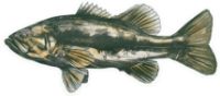 BKK FISHING HOOKS Omaggio 75 eu - BKK Sticker