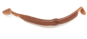 Molix Sneaky Worm