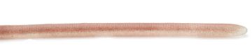 Immagine di Raid Japan Adjustraight 12"