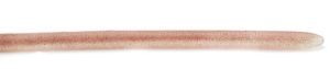 Immagine di Raid Japan Adjustraight 12"