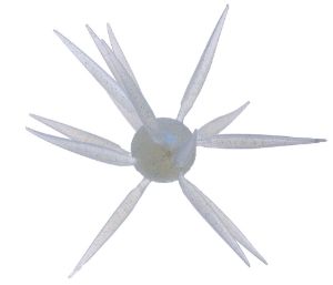 Bild von Hideup Coike Fish L Elastomer