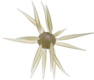 Bild von Hideup Coike Fish L Elastomer